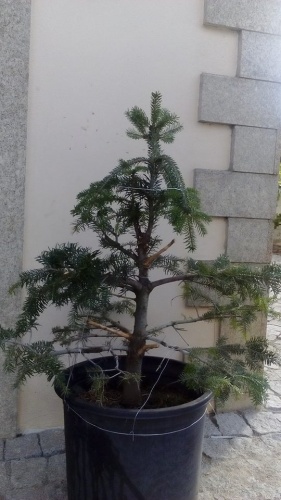 Bonsai Picea horto - luisquiraz