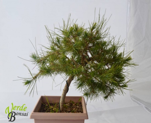 Bonsai Pinus pinea - verdebonsai
