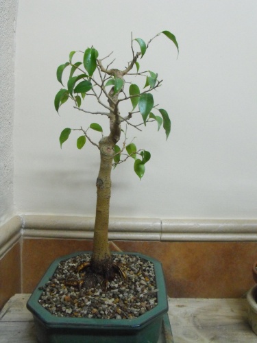 Ficus Benjamina trasplante 2016