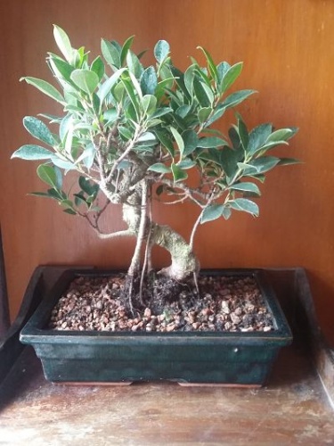 Bonsai Ficus - Rocio4
