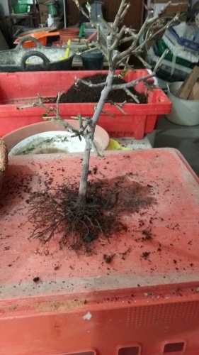 Bonsai Almendro semilla del 2017 - SARRUT