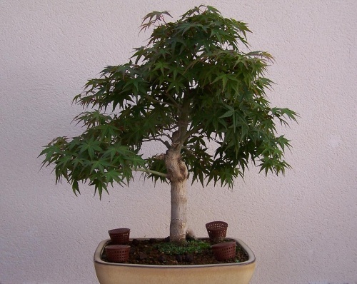 Bonsai Acer Palmatum Deshojo - nohcel