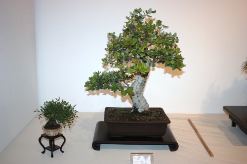 Bonsai Quercus Suber - CBALICANTE