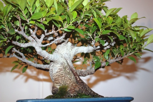 Bonsai Ficus Retusa - Ramas - CBALICANTE