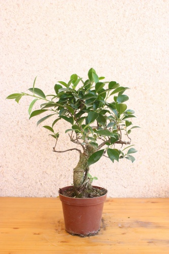Bonsai Ficus comprado en el supermercado - Miguel