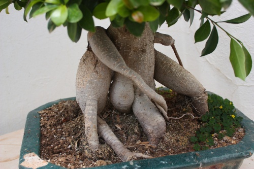 Bonsai Ficus Microcarpa Bonsai - Toni