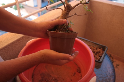 Bonsai Sacar el bonsai de su antiguo tiesto - Miguel