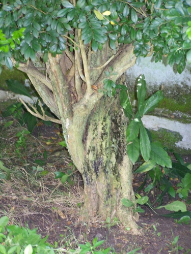 Bonsai Murraya paniculata 2 - artebonsaivenezuela
