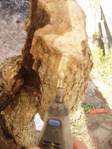 Bonsai Cómo recuperar un árboll que hace un año que lo as conseguido y no te saca brotes - Bonsai-inversion