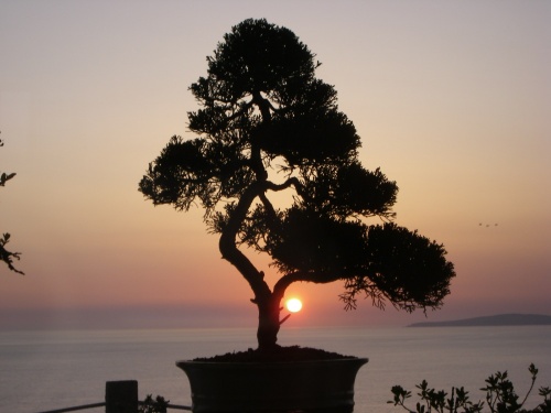 Bonsai puesta de sol en sa torre - mihogo