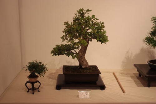 Bonsai Quercus Suber de Miguel Alonso - bonsaime