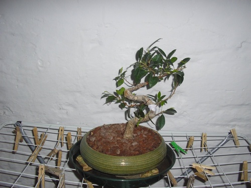 Ficus 15/11/2006