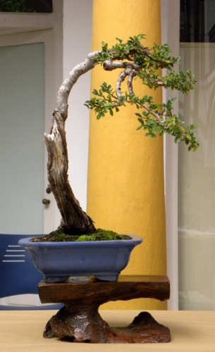 Bonsai Olmo parvifolia "bunjin" - peterpunk