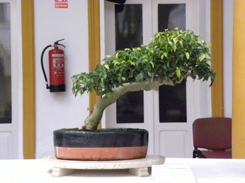Bonsai Ficus benjamina - peterpunk