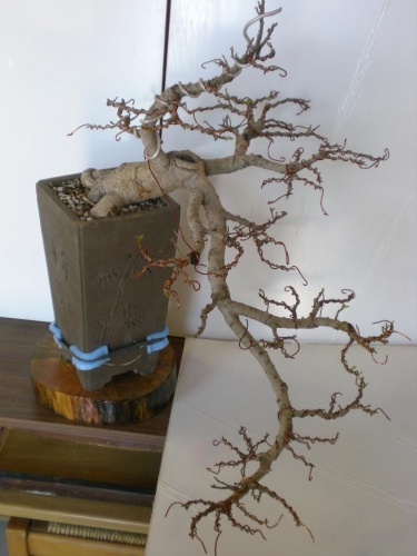 Bonsai Ficus retusa - Elias