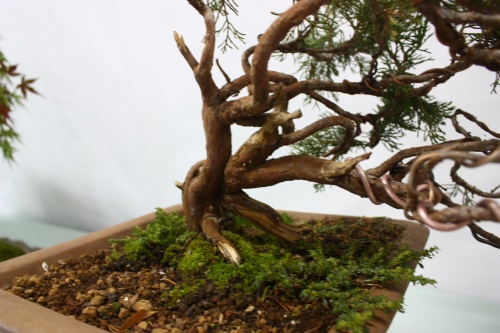 Bonsai Juniperus Sabina en Semicascada - Assoc. Bonsai Cocentaina