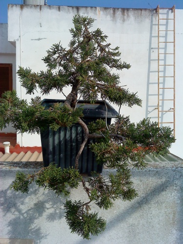 juniperus chinensis