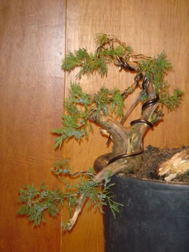 Bonsai juniperus chinensis - machiel van den broek