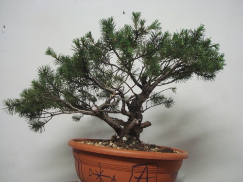 Bonsai Pinus Sylvestris - Rodrigo Sousa
