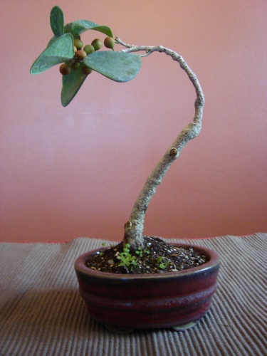 Bonsai Bonsai Mame "Ficus Triangularis" - Luis