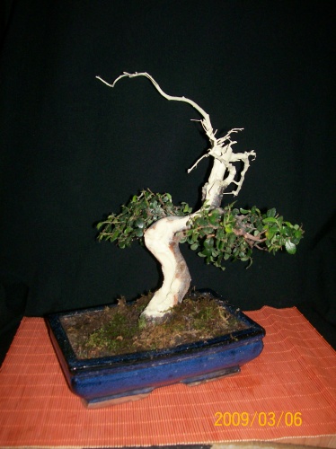 Bonsai 3713 - ro-bonsai.ro