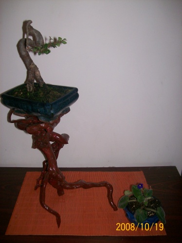 Bonsai 3737 - ro-bonsai.ro
