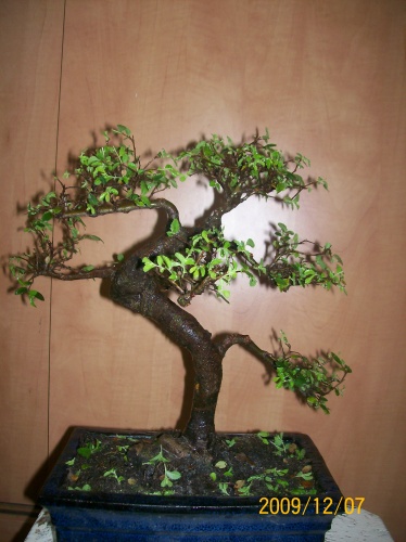 Bonsai 3745 - ro-bonsai.ro