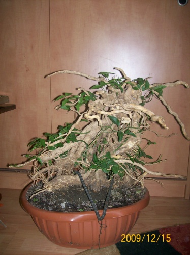 Bonsai 3749 - ro-bonsai.ro