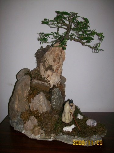 Bonsai 3753 - ro-bonsai.ro