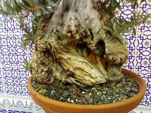 Bonsai tronco de un gran olivo bonsai muy viejo - olaf