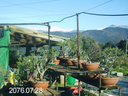 Bonsai Mi imvernadero en el pirineo Aragones,donde vivo una gozada - 55Tomas