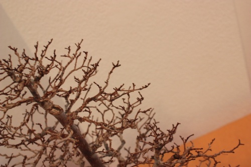 Bonsai Detalle de las ramas del olmo - Bonsai Novelda - Assoc. Bonsai Muro