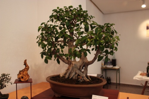 Bonsai Ficus Microcarpa con Multiples troncos - Assoc. Bonsai Muro