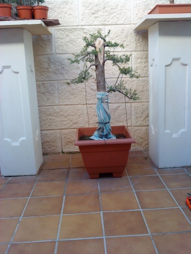 juniperus oxycedrus