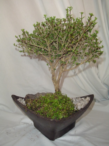 Bonsai bonsai serissa - deadsyk