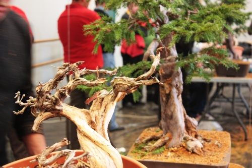 Bonsai Momento durante la Demostracion de bonsai de Kevin Willson, acompañado de Antonio Torres - torrevejense