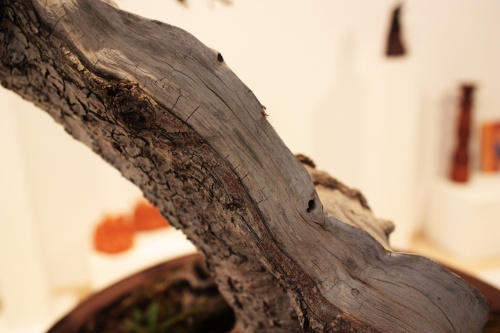 Bonsai Vejez de la madera - torrevejense