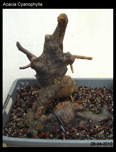 Bonsai Acacia cyanophylla - Yamadori - Rodrigo Sousa