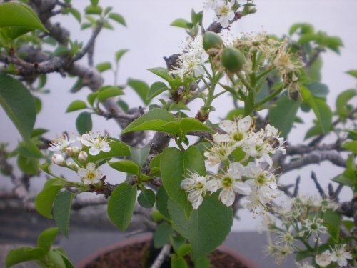 Bonsai Prunus mahaleb-flores - Elias