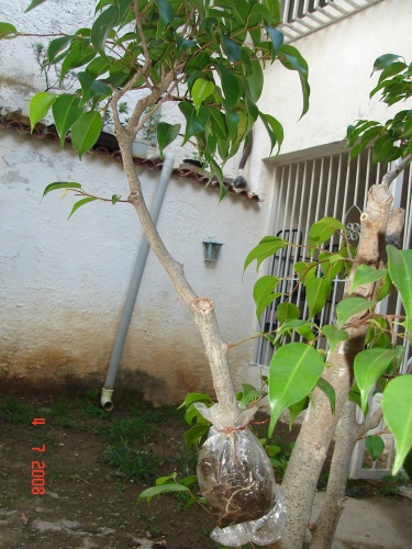 Bonsai la rama con el acodo - tepai