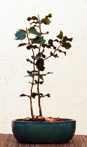 Bonsai Encina (Quercus Ilex) 2010 Primavera - guscreations