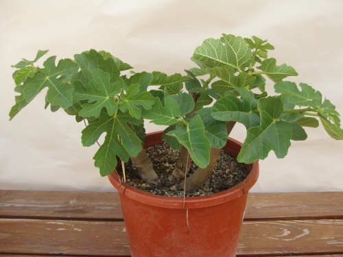 Bonsai Higuera(Ficus Carica) - josilmar