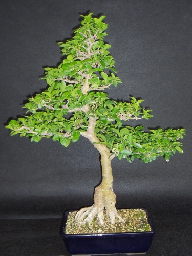 Bonsai Ligustrum angustifolia - Òscar