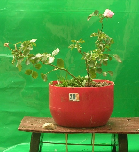 Bonsai Bonsai de rosa 2 años - victor hugo aliaga galindo
