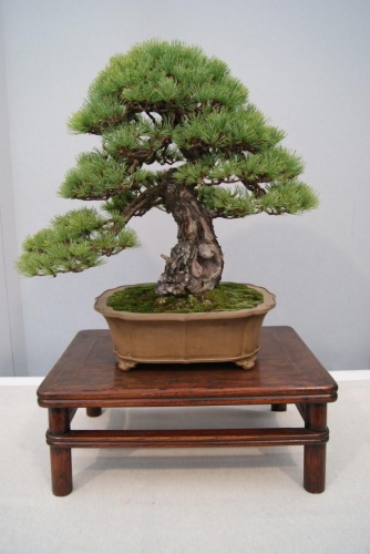Bonsai Pinus Parviflora, Mario Komsta - Alcobendas