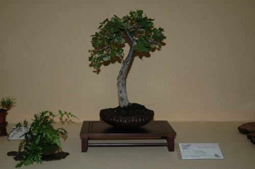 Bonsai Alcornoque de Jose Gomez  - Quercus Suber - aebonsai