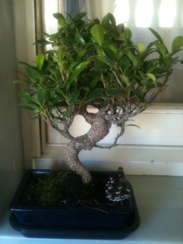Bonsai Ficus retusa (unos 10 años).   (3) Situación: - vfmass