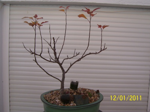 Bonsai Manzano semilla del 2007    Enero 2011 - SARRUT