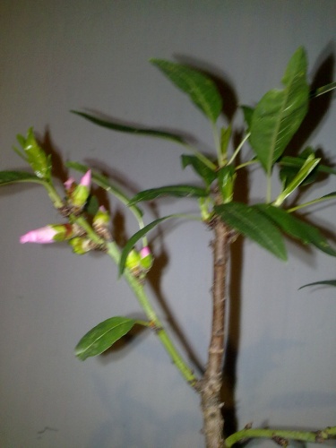 Bonsai flores de almendro - javel