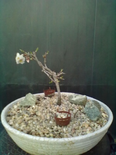 Bonsai Almendro nº 3 florecido - SARRUT